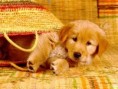 /album/fotogaleria/dog-1024-57-1-jpg/